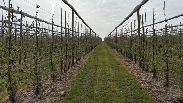 Le verger d'Alexandre Prot, dans l'Oise, le 27 mars 2026. (EDOUARD MARGUIER / FRANCEINFO)