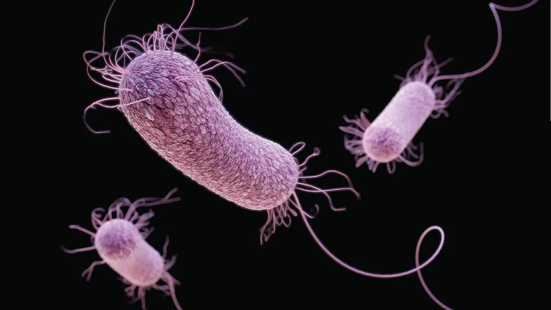 bacteries antibiotiques