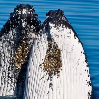 Les cétacés ces animaux fascinants. ©  Michael Dawes - CC BY-NC 2.0