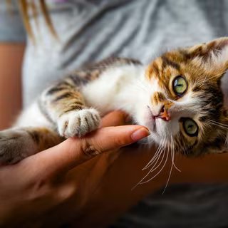 Le chat plus important que le conjoint ? Ce que disent vraiment les études va vous étonner 2 Les chats nous ont apprivoisés, pas l’inverse : Voici ce que révèle leur histoire. © Pavlina Popovska, iStock