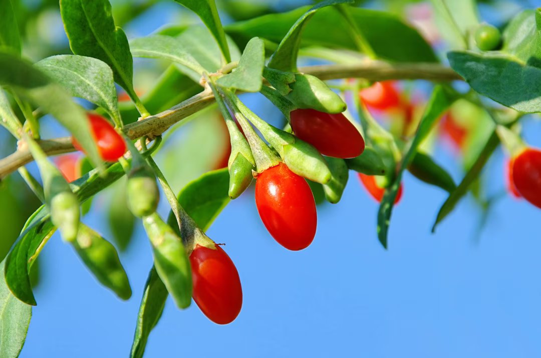 lyciet commun goji 2