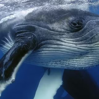 Les baleines à bosse ont un chant structuré, propre à chaque région du monde où elles se reproduisent. Par ailleurs, leur chant évolue à mesure que la baleine vieillit. © Yann hubert, Shutterstock
