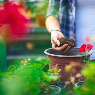 Ce simple secret pour transformer la terre de vos pots usés en un terreau tout neuf. © Danchooalex, iStock