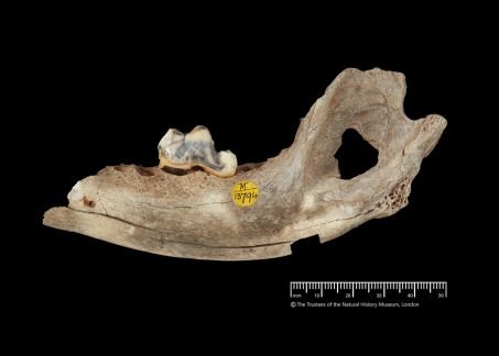 Mâchoire d\'un chien de la grotte de Gough, daté de 14.300 ans