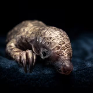 Parmi les 24 photos soumises au vote du public pour concours Wildlife Photographer of the Year - développé et produit par le Muséum d'histoire naturelle de Londres -, mon choix se porte sur celle prise en Afrique du Sud d’un petit pangolin orphelin blotti sur une couverture. Pourquoi ? Je vous dis tout un peu plus loin… © Lance van de Vyver, Wildlife Photographer of the Year