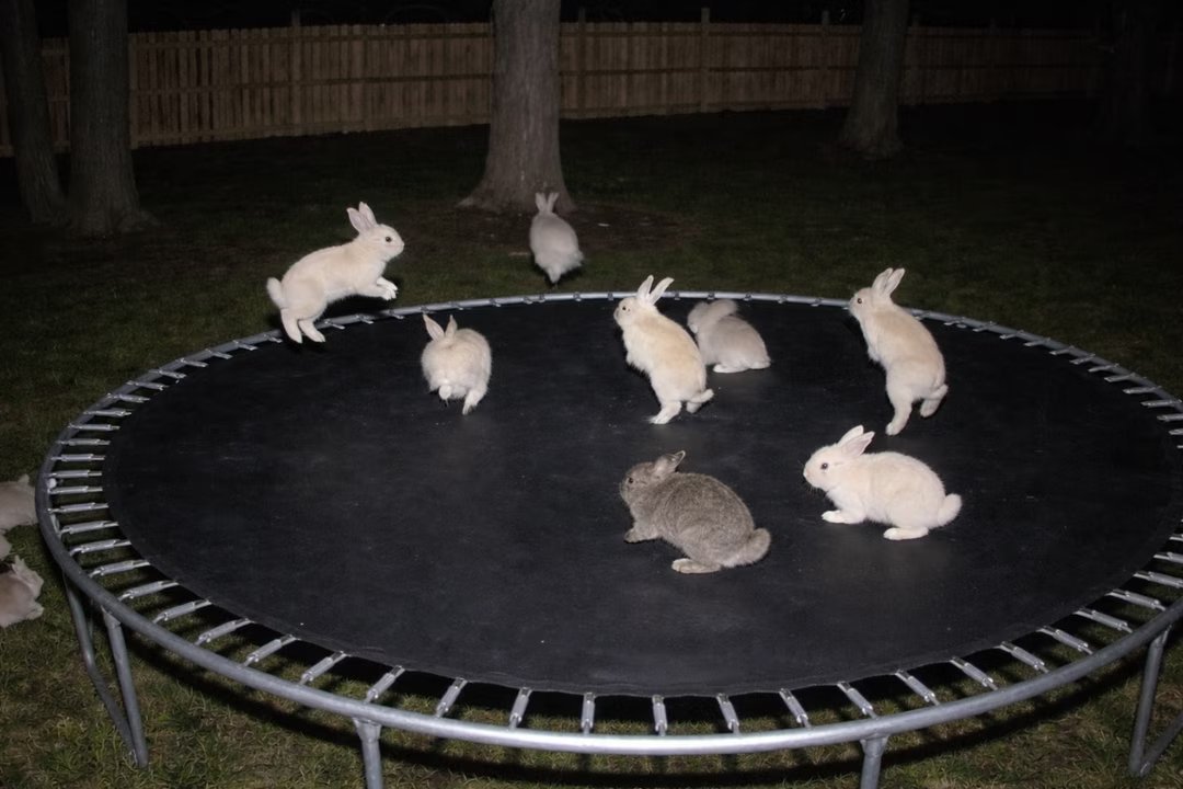 Comment repérer facilement une fausse vidéo d'animal créée par l'IA : ces astuces que les experts utilisent 2 animaux fausse video ia chatgpt