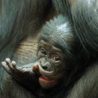 Comme les petits humains, les jeunes bonobos passent par les mêmes épreuves pour apprendre à gérer leurs émotions et mieux vivre en société. Le soutien d'une mère est un atout de poids. © Visionshare, Flickr, cc by nc sa 2.0