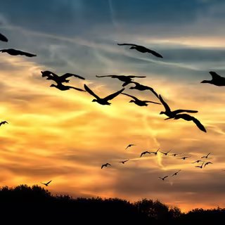 Grippe aviaire : et si le vrai problème était notre façon même d’élever les animaux ? 2 Que savons-nous sur la grippe aviaire ? © Foto-Rabe - Domaine public