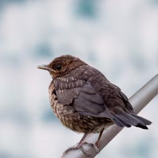 L'alimentation du chat nourrit-elle son instinct de prédateur ? © zmijak, Adobe Stock