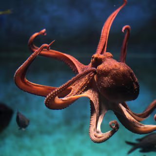 Découvrez la différence entre un poulpe et une pieuvre © Vladimir Wrangel, Adobe Stock