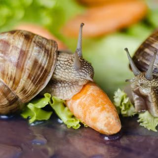 Ces escargots de Bourgogne se régalent de salade et de carotte, mais il existe des plantes qu'ils apprécient encore plus. Elles sont utiles pour les détourner de nos chers légumes. © Barillo_Picture, Adobe Stock