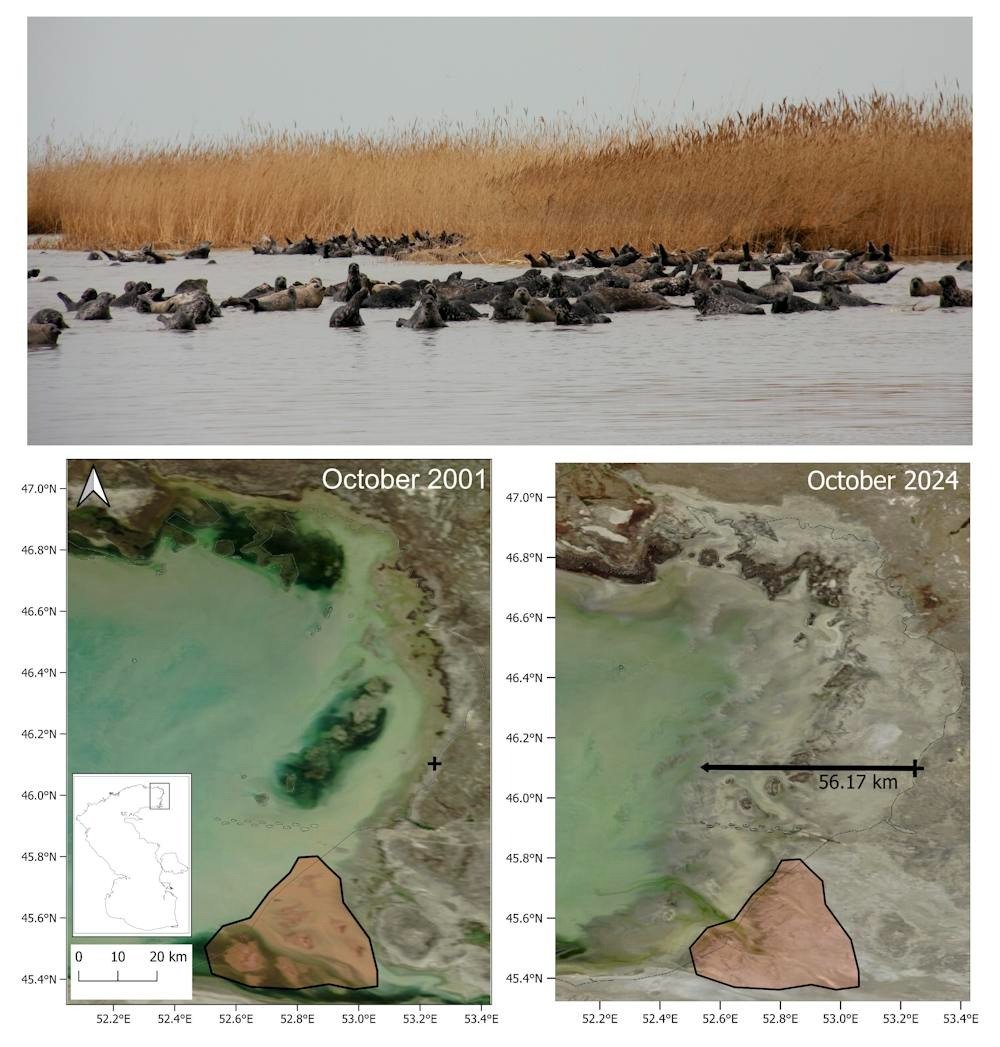 faune image mer caspienne