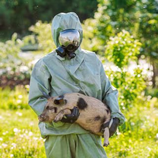 Grippe aviaire : et si le vrai problème était notre façon même d’élever les animaux ? 4 Les humains peuvent aussi transmettre le virus de la grippe A H1N1 aux cochons. © kaninstudio, Adobe Stock