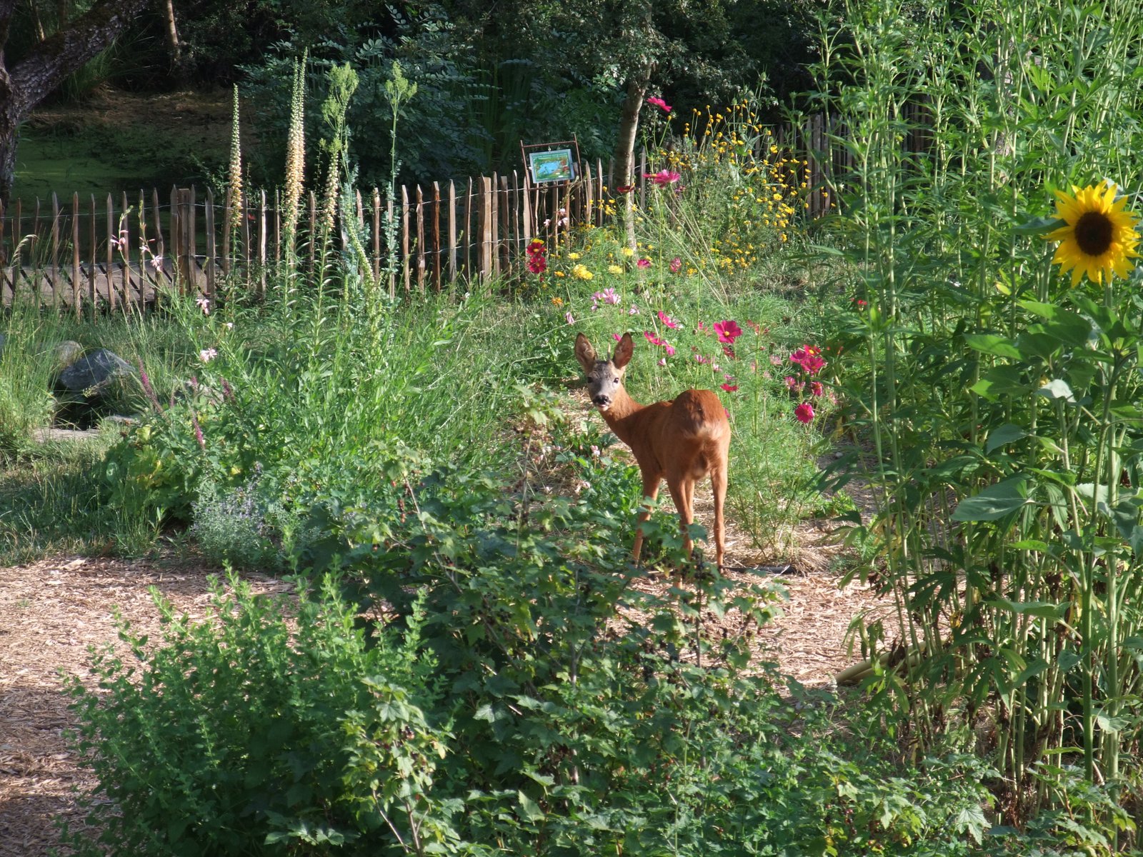 Isère : un éditeur indépendant protègera 50 hectares de forêt pendant 99 ans 2 Un chevreuil surpris dans les jardins de Terre vivante (© Christine Corbet)