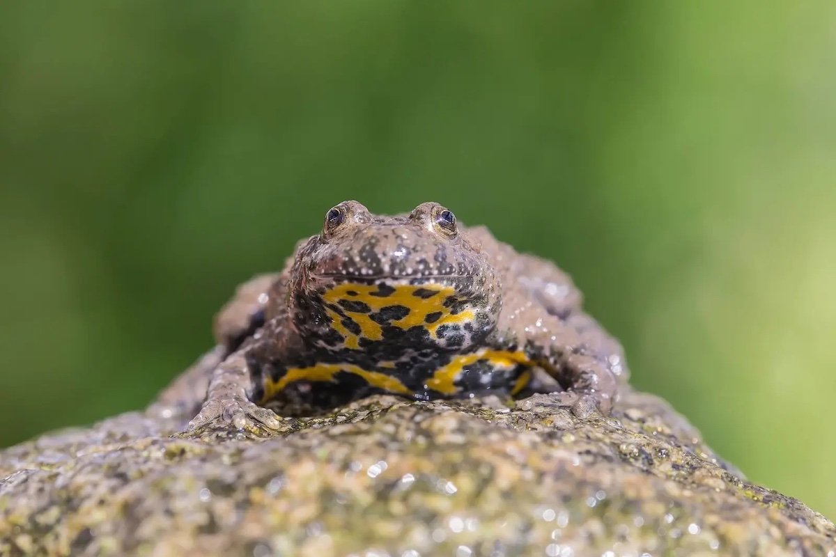 Isère : un éditeur indépendant protègera 50 hectares de forêt pendant 99 ans 1 Un crapaud sonneur à ventre jaune (Herwig Winter, CC BY SA 4.0)