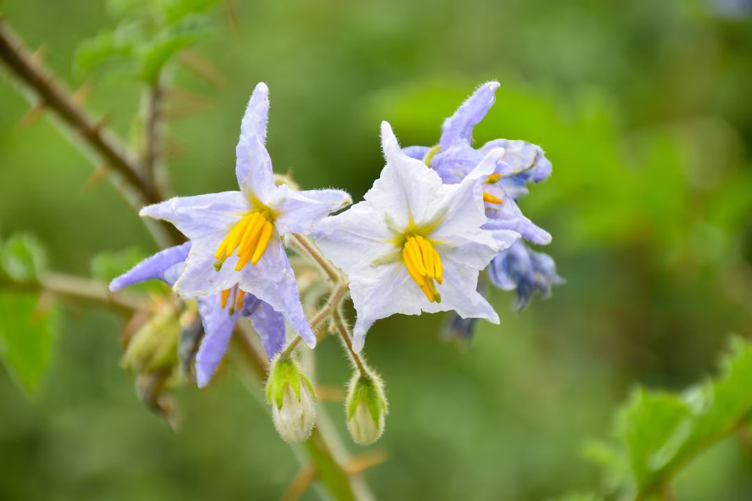 La plante de la semaine : l'étonnante et épineuse morelle de Balbis 2 morelle balbis plante semaine 3