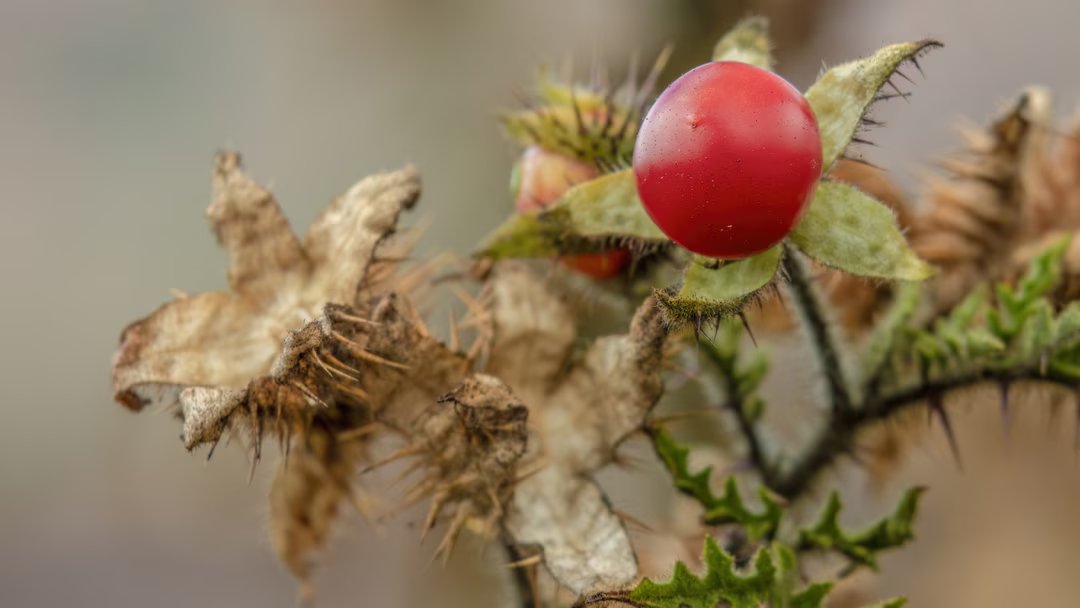 La plante de la semaine : l'étonnante et épineuse morelle de Balbis 5 morelle balbis plante semaine 5