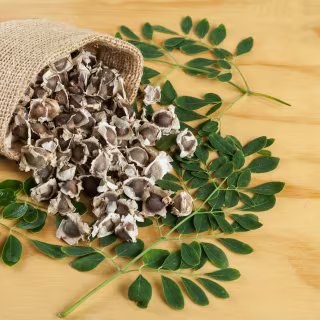 Les graines de moringa contiennent des protéines capables d’agglomérer les particules en suspension, facilitant leur élimination lors du traitement de l’eau. © Gonzalocalle, Adobe Stock