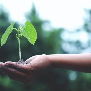 Grippe aviaire : et si le vrai problème était notre façon même d’élever les animaux ? 5 Les mycorhizes permettent une croissance rapide des plantes. © Mycophyto