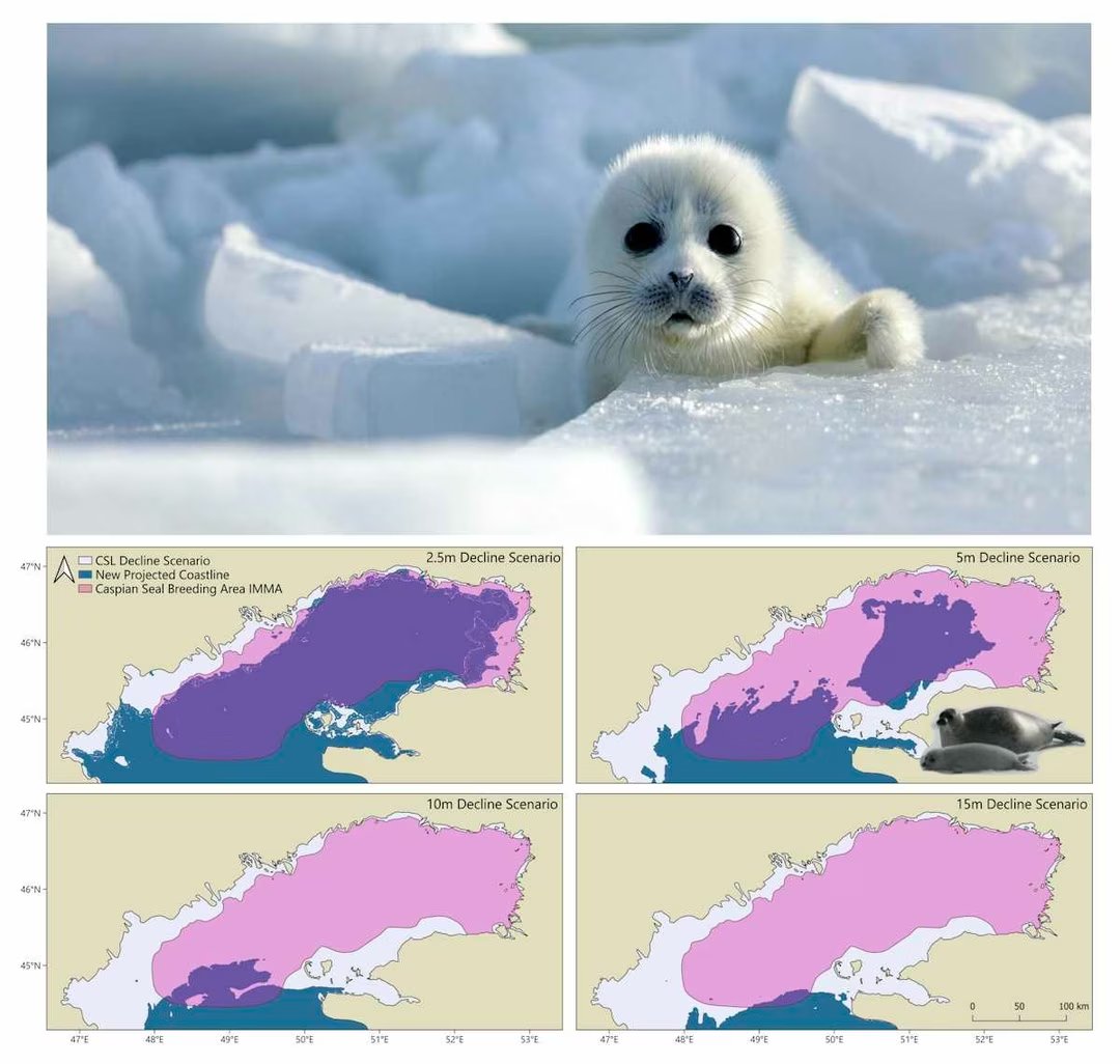 phoque mer caspienne