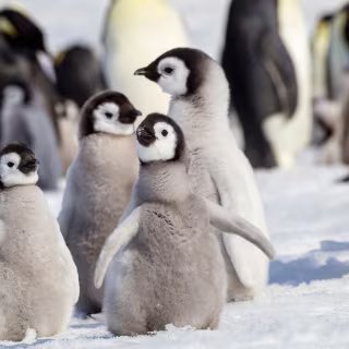 On ne pensait pas voir ça un jour : l’animal star de l’Antarctique envoie un signal bouleversant 1 Le British Antarctic Survey estime qu'au rythme actuel du réchauffement climatique, la quasi-totalité des manchots empereurs pourraient avoir disparu d'ici la fin du siècle. © Danita Delimont, Adobe Stock