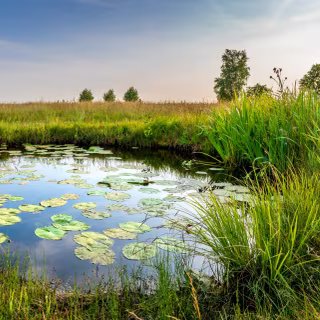 Entre 16 et 23 % des zones humides ont disparu dans le monde depuis 1700. © JasperSuijten, Adobe Stock