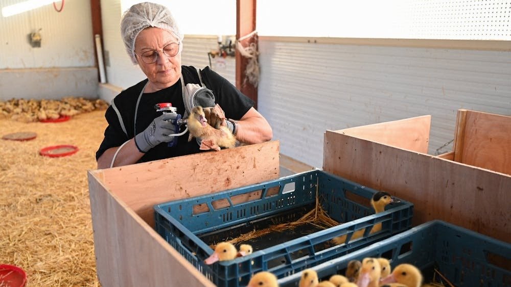 Grippe aviaire : et si le vrai problème était notre façon même d’élever les animaux ? 3 vaccination volailles canards