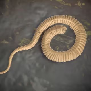 Illustration de la larve d'une filaire de 2Mdine. © Kateryna Kon, Adobe Stock