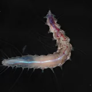 Une expédition en Amazonie révèle des créatures inconnues dont certaines restent un vrai mystère 1 Le ver polychète Dalhousiella yabukii vit en symbiose au sein d’une éponge de verre potentiellement nouvelle pour la science, découverte lors d’une exploration des grands fonds au large du Japon qui a également révélé de nombreuses autres espèces inconnues. © Recensement de l’océan Nekton de la Fondation Nippon/Jamstec