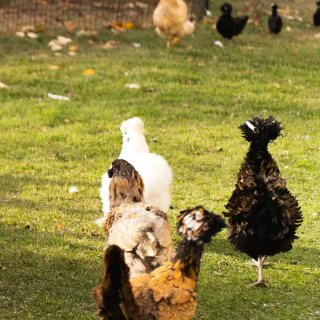 En agroécologie, les modes d’élevage des volailles sont repensés en priorisant notamment l’accès au plein air des animaux pour les rendre plus résistants aux pathogènes. © Whitneyruth, Shutterstock