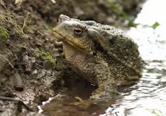 Crapaud épineux (_Bufo spinosus_)
