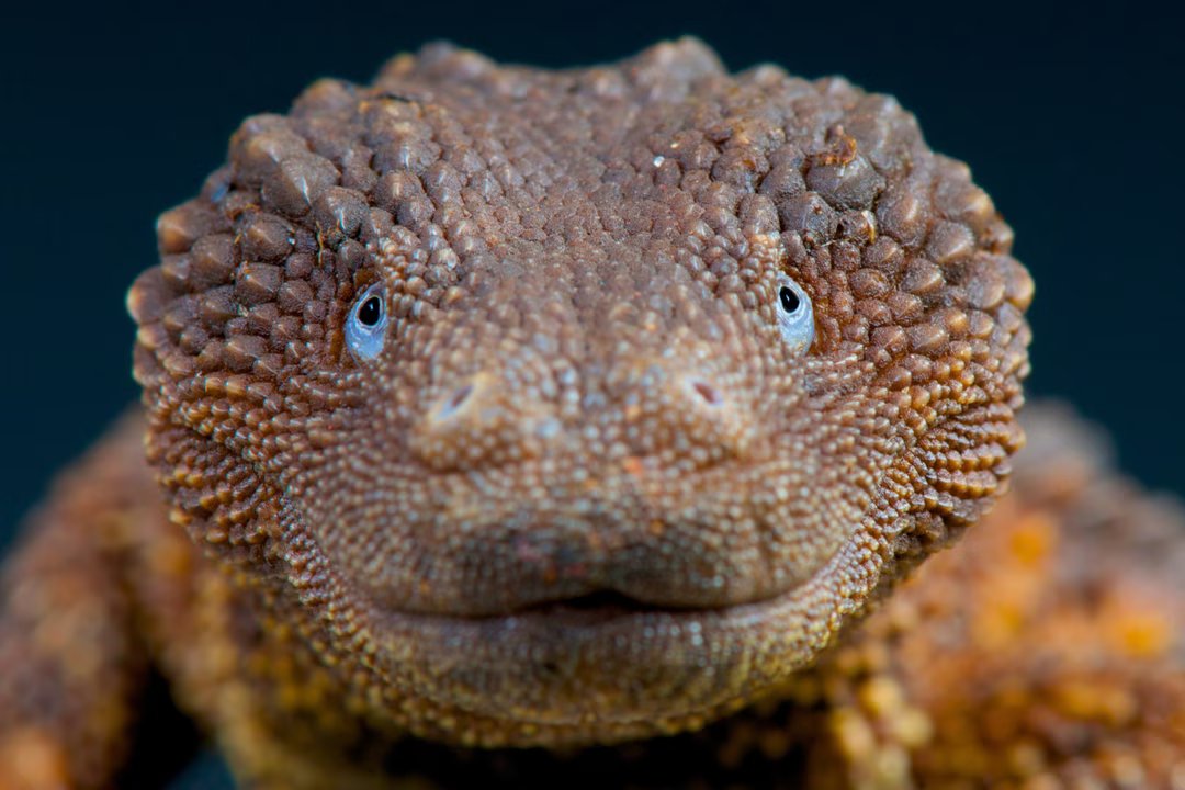 reptile lezard