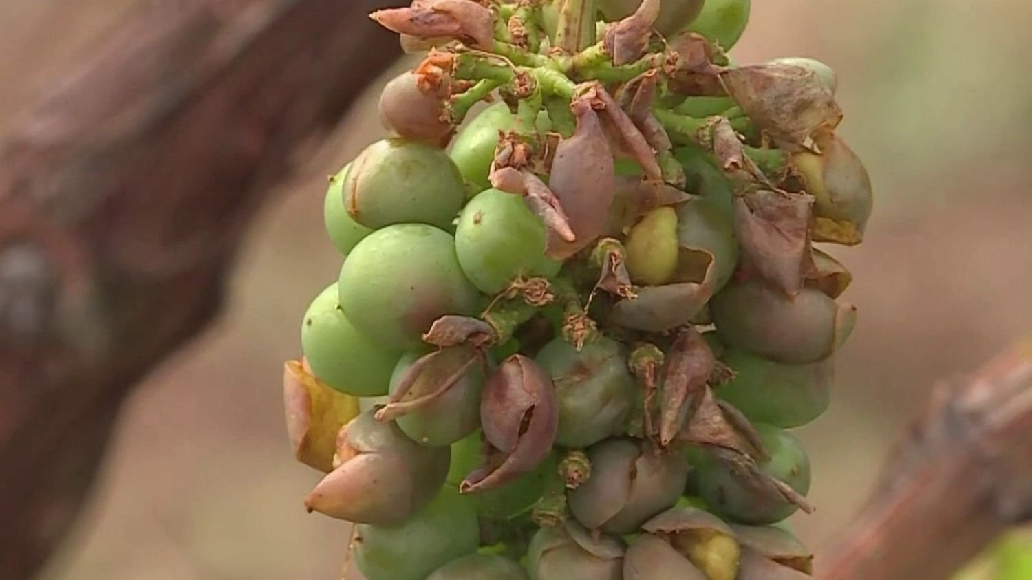 Beaujolais, Alsace… Les vignobles ravagés par la grêle