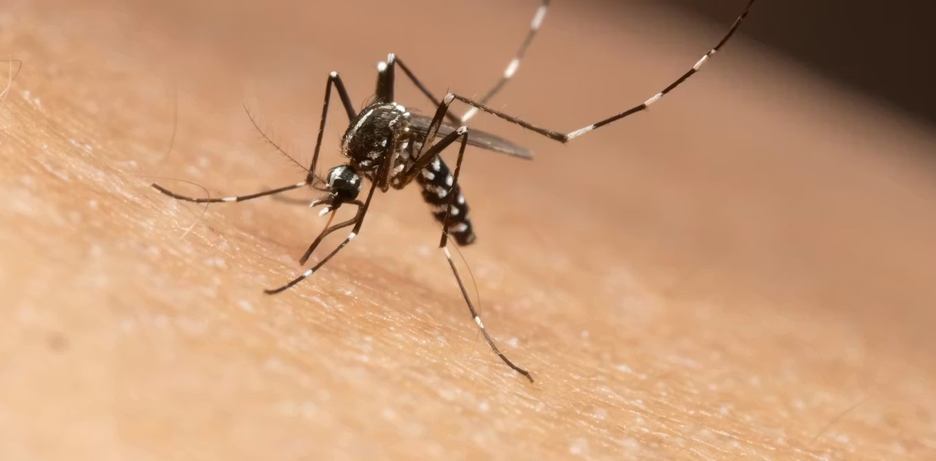 Dengue, Zika, chikungunya : les moustiques invasifs coûtent des milliards, la prévention reste à la traîne
