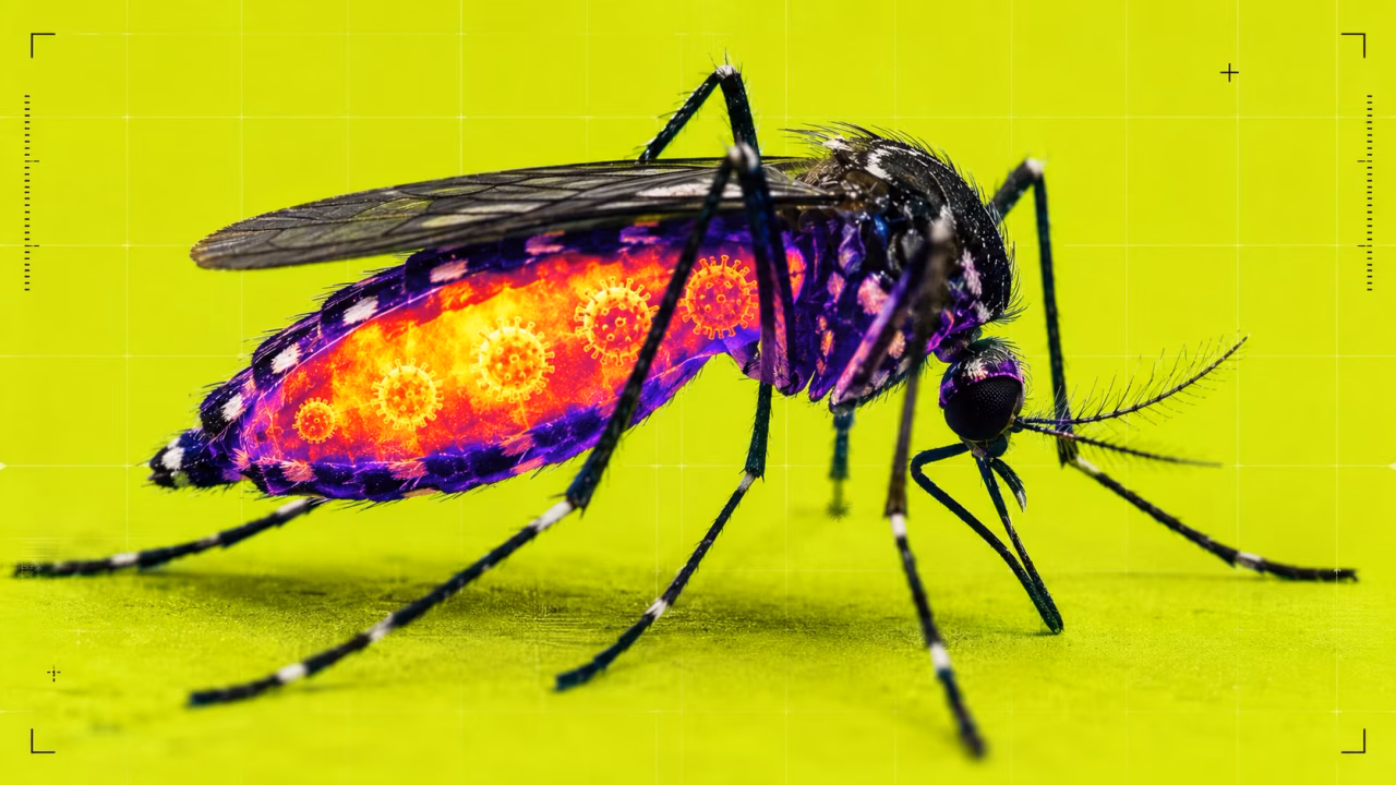 Dengue, chikungunya, Zika : voici ce qui se passe dans un moustique avant qu’il puisse vous infecter