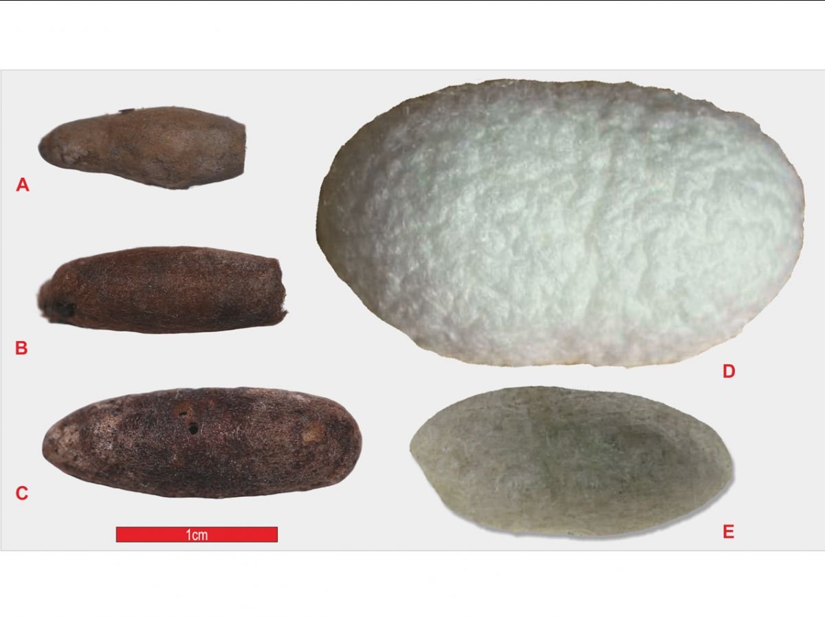 Les plus anciens cocons de ver à soie ne viennent pas de Chine