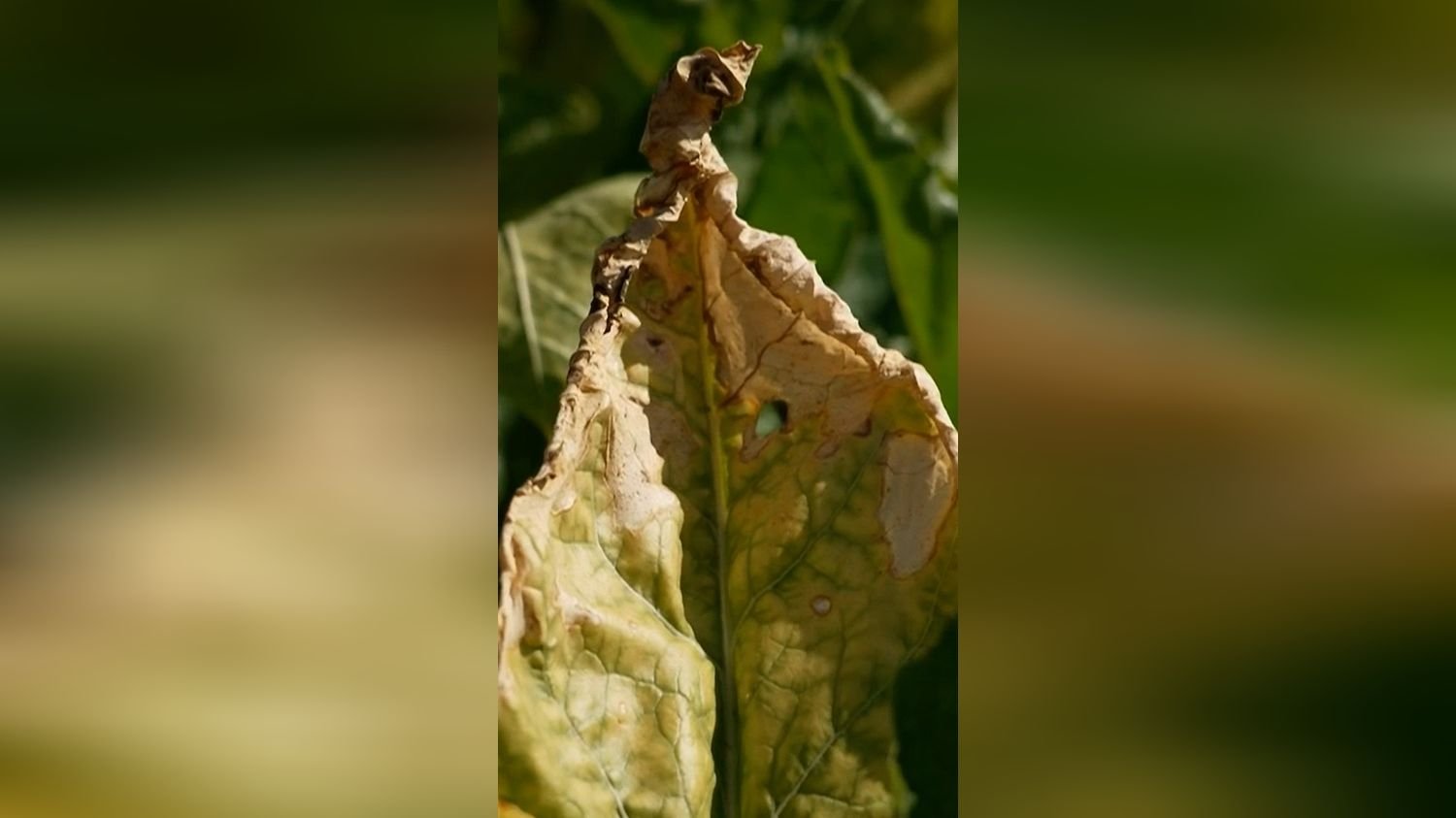 Pesticides : un retour qui fait polémique