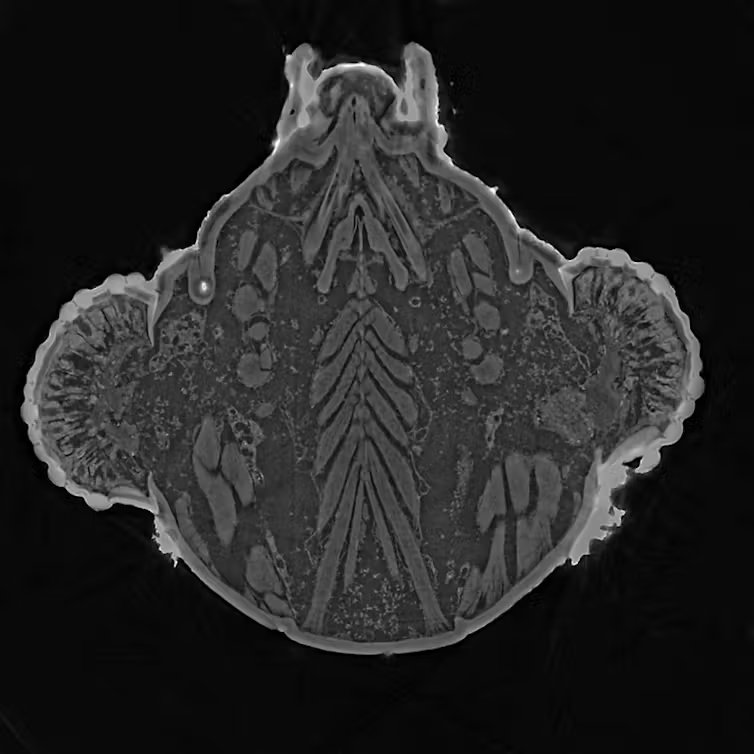 La tête d’un tigre du platane passée au synchrotron SOLEIL (ligne de lumière ANATOMIX fourni par l'auteur)