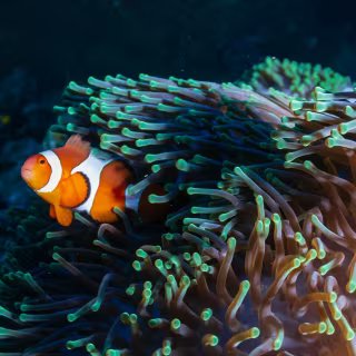 Le poisson-clown reste toute sa vie dans la même anémone. © Whitcomberd, Adobe Stock