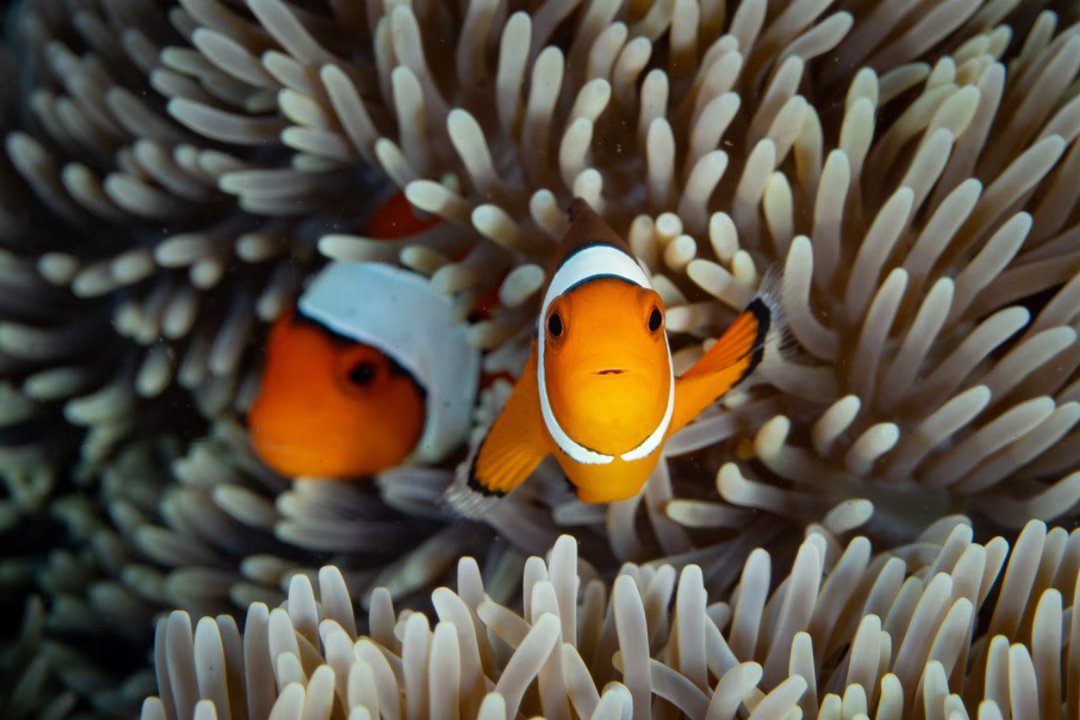 poisson clown survie