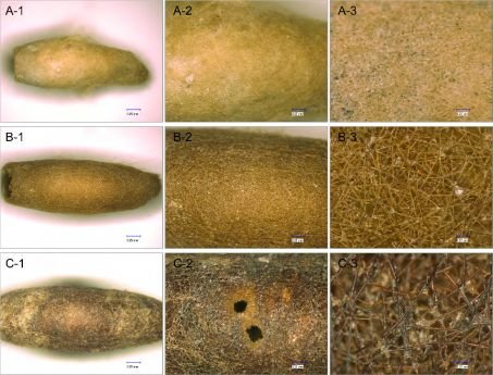 structure au microscope des plus anciens cocons de ver à soie (Bombyx mori), âge du bronze, Ouzbékistan, civilisation de l\'Oxus