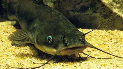 La barbotte brune est un poisson-chat d'eau douce. (ARCO / G. LACZ / ARCO IMAGES GMBH / VIA MAXPPP)