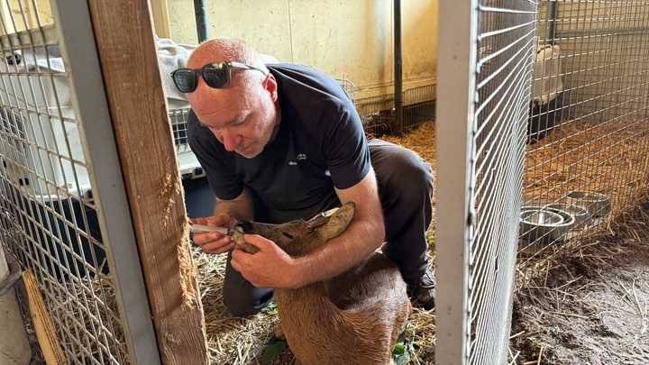 REPORTAGE. "On est maintenant équipés comme il faut" : à Landiras, quatre ans après le terrible incendie en Gironde, des plaies toujours vives mais une population avertie 3 Patrick Meng, responsable du parc animalier Sud-Gironde, à Landiras, prend soin d’un chevreuil blessé en fuyant les flammes. (RAPHAEL GODET / FRANCEINFO)
