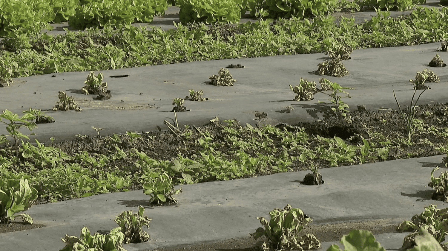 Sécheresse : laitues, batavias… Des pénuries de salades dans les rayons à cause des fortes chaleurs