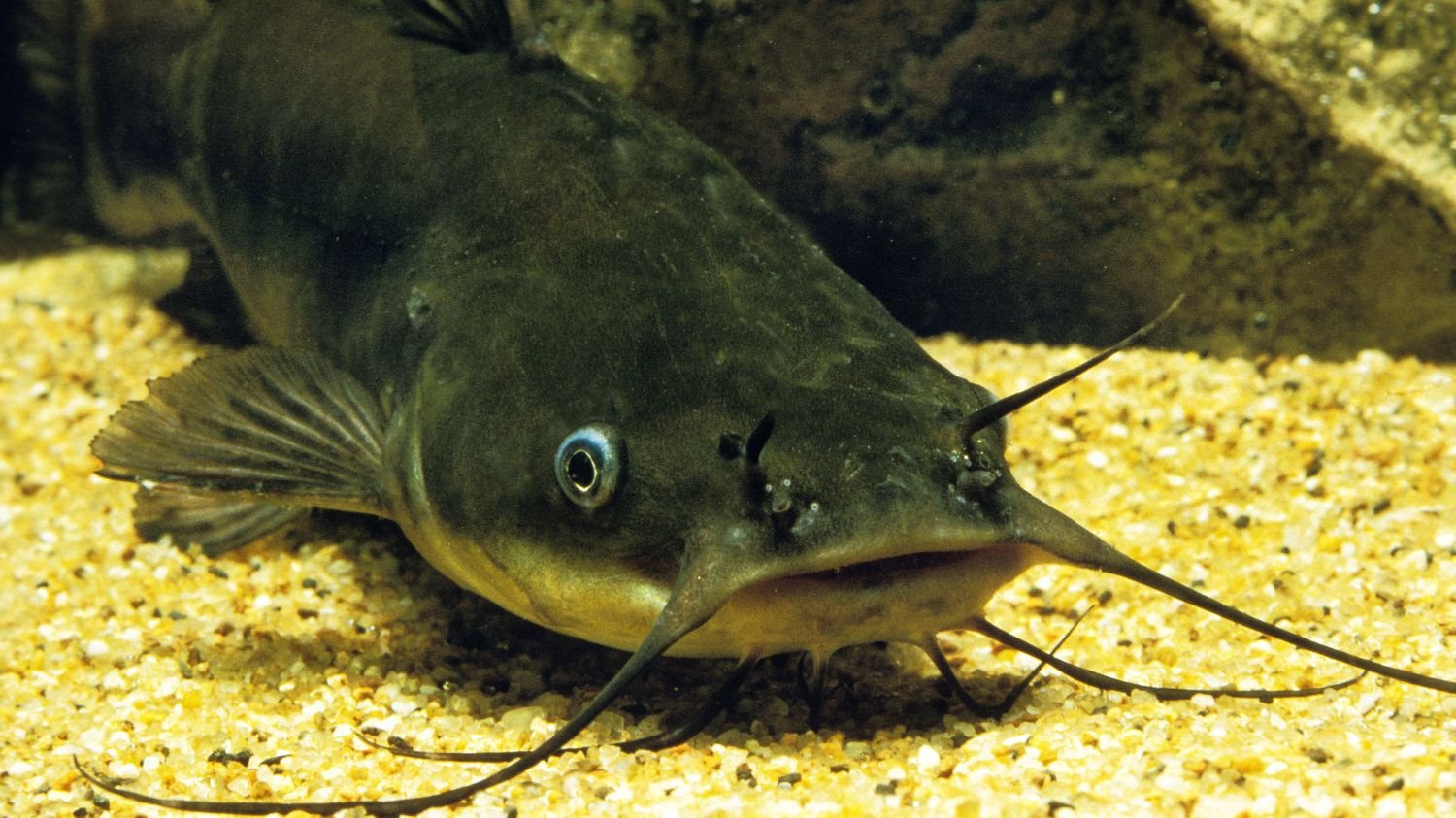 Un cancer contagieux découvert chez une variété de poisson-chat